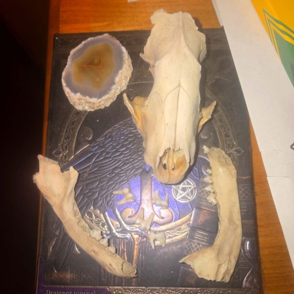 Coyote Skull and 2 jaw bones